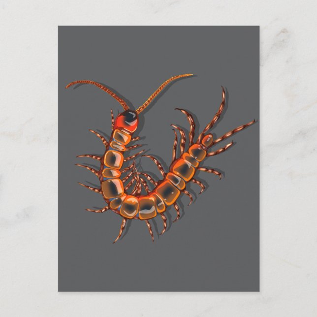 Centipede  vykort (Framsida)