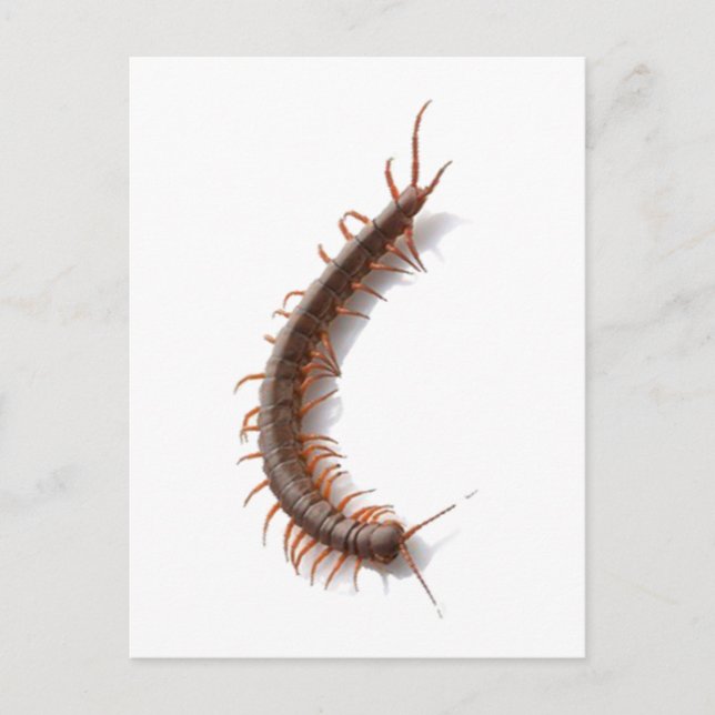Centipede Vykort (Framsida)