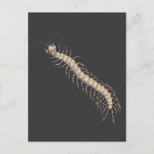 Centipede-vykort Vykort