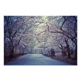 Central Park Cherry Blommar Väg Fototryck