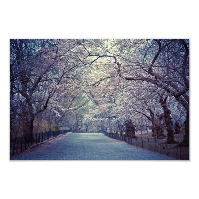 Central Park Cherry Blommar Väg Fototryck (Framsidan)