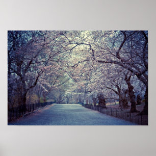 Central Park Cherry Blommar Väg Poster