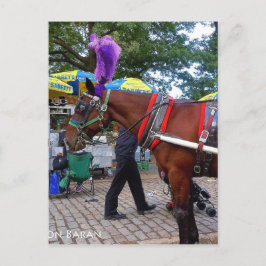 Central Park Horse Vykort