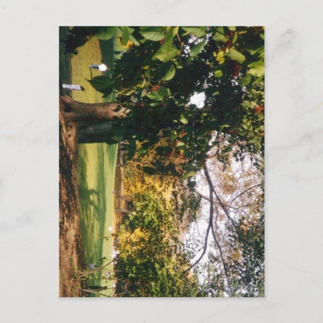 Central park i höst vykort (Framsida)