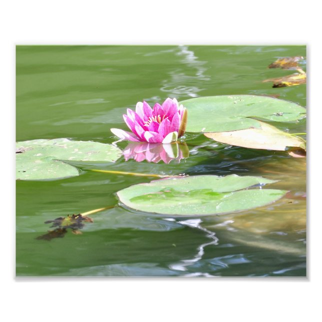 Central Park "Lily Dynors" Fototryck (Framsidan)