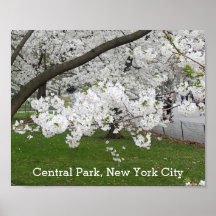 Central Park New York Blossoming Träd i Vår