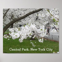 Central Park New York Blossoming Träd i Vår Poster