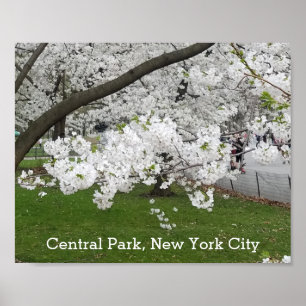 Central Park New York Blossoming Träd i Vår Poster