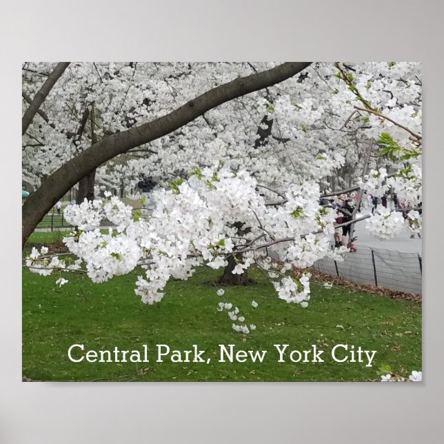 Central Park New York Blossoming Träd i Vår Poster (Framsidan)