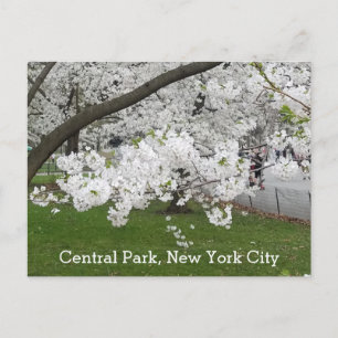 Central Park New York Blossoming Träd i Vår Vykort