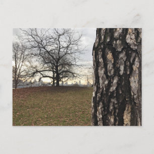 Central Park New York City NYC Träd Photo Postcard Vykort