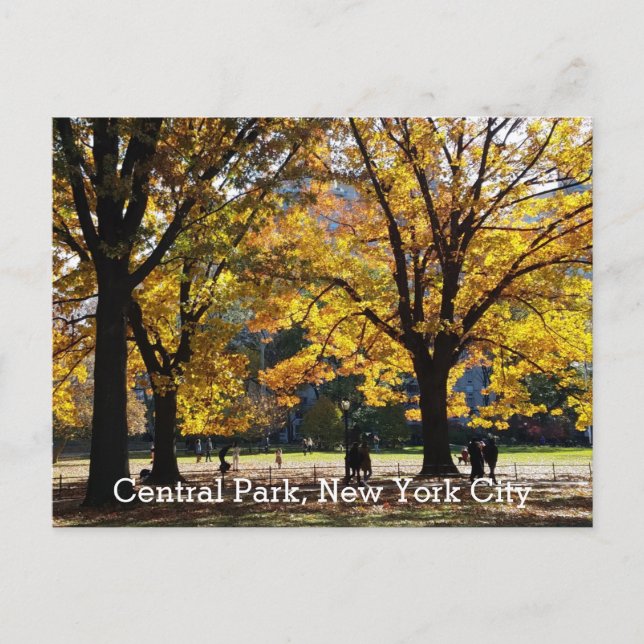 Central Park New York Höst Gula Träd Vykort (Framsida)