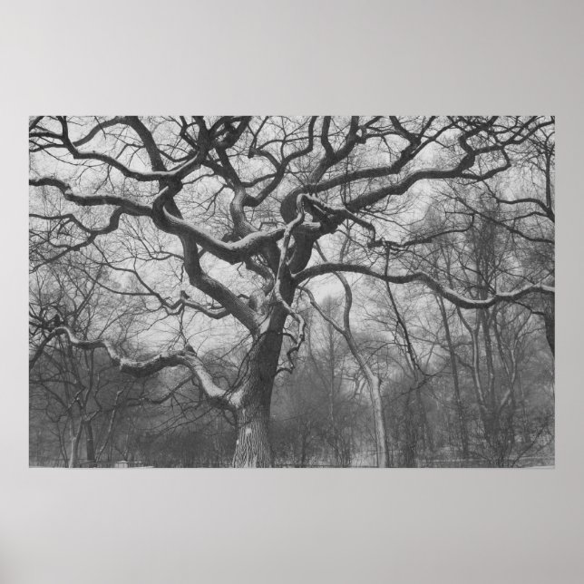 Central Park, NYC Poster (Framsidan)