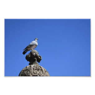 Central Park Pigeon Blå himmel New York City Bird Fototryck