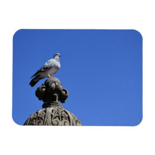 Central Park Pigeon Blå himmel New York City Bird Magnet
