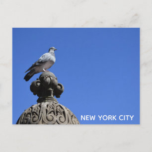 Central Park Pigeon Blå himmel New York City Bird Vykort