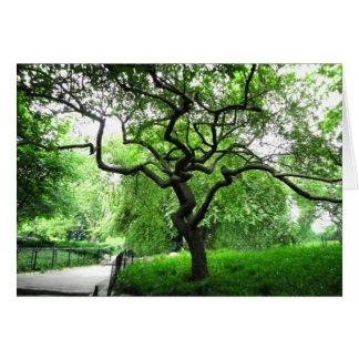 Central Park Träd OBS Kort