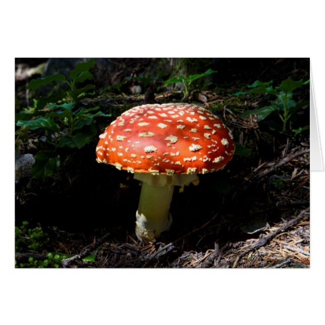 Centrala Cascades, delstaten Washington Hälsningskort (Framsidan Horizontal)