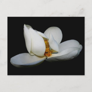 Centrala magnolien vykort