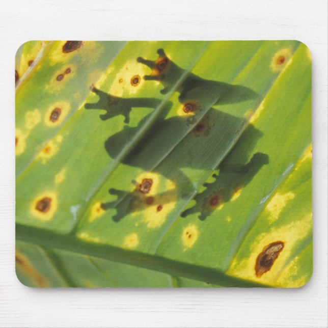 CENTRALAMERIKA, Costa Rica, Ryggbelyst groda på Musmatta (Framsidan)