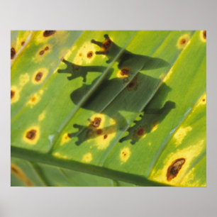 CENTRALAMERIKA, Costa Rica, Ryggbelyst groda på Poster