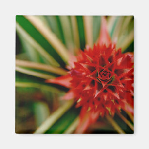 Centralamerika, Costa Rica, San Vito, Wilson Magnet