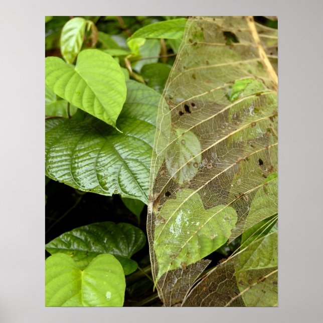 Centralamerika, Costa Rica, Sarapiqui, Braulio Poster (Framsidan)