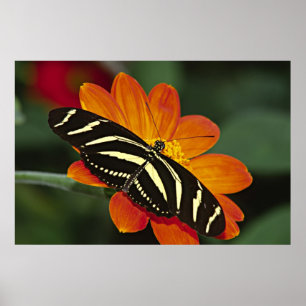 Centralamerika, Costa Rica, Selva Verde Poster
