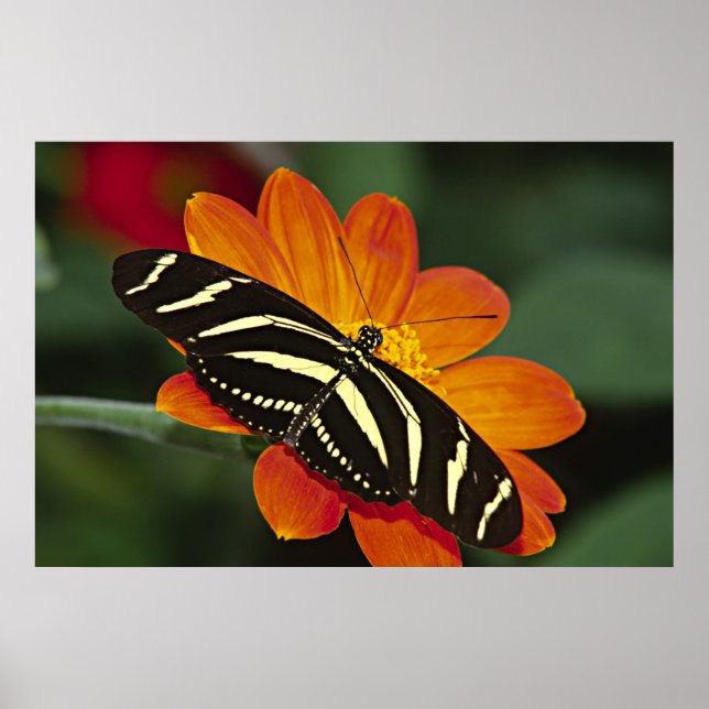 Centralamerika, Costa Rica, Selva Verde Poster (Framsidan)