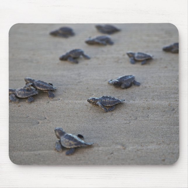 Centralamerika, El Salvador, Stillahavsområdet Musmatta (Framsidan)