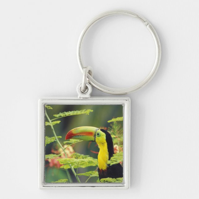 Centralamerika, Honduras. Tangelnäbbad Toucan Fyrkantig Silverfärgad Nyckelring (Framsidan)