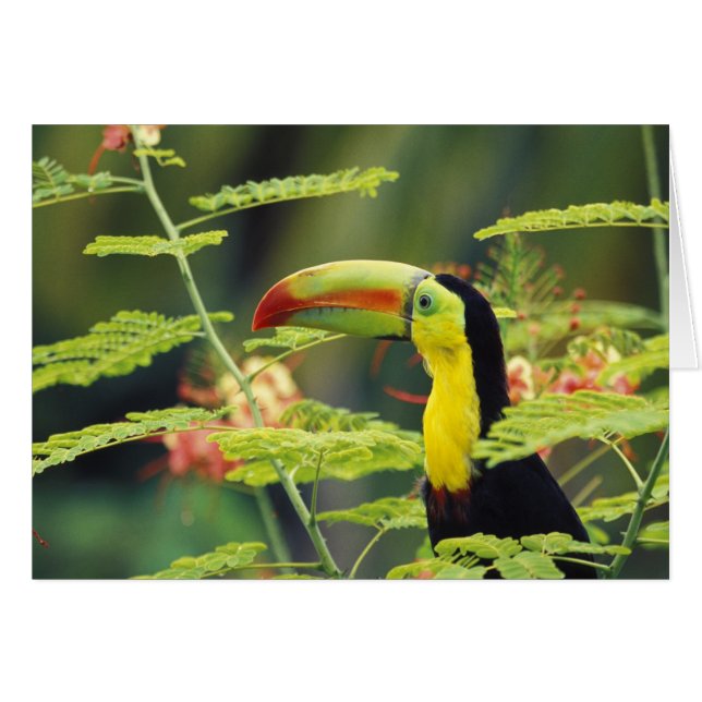 Centralamerika, Honduras. Tangelnäbbad Toucan Hälsningskort (Framsidan Horizontal)