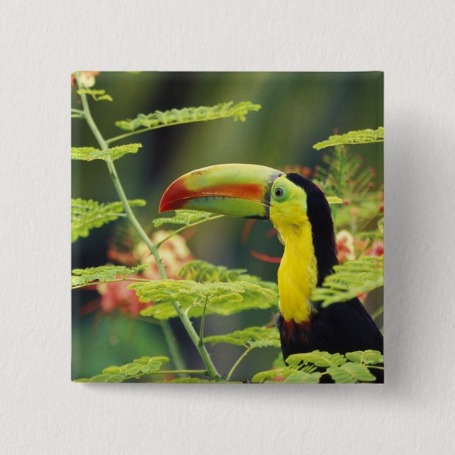 Centralamerika, Honduras. Tangelnäbbad Toucan Knapp (Framsida)