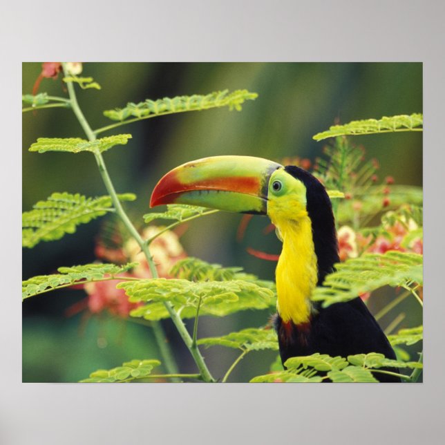 Centralamerika, Honduras. Tangelnäbbad Toucan Poster (Framsidan)
