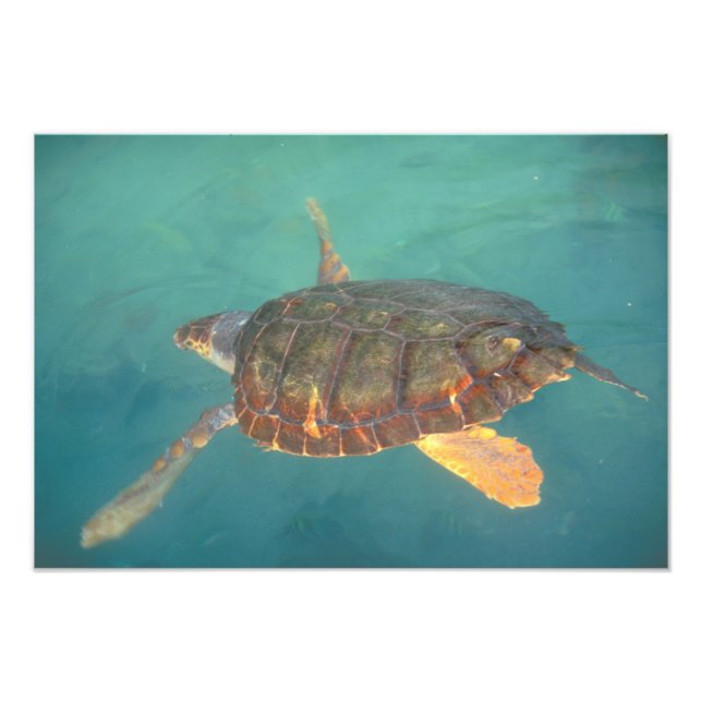 Centralamerika, Panama, Bocas Del Torro Fototryck (Framsidan)