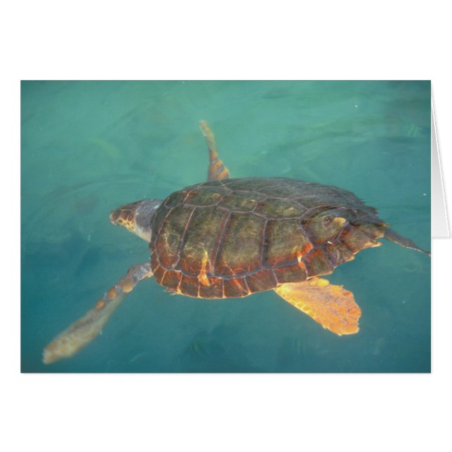 Centralamerika, Panama, Bocas Del Torro Hälsningskort (Framsidan Horizontal)