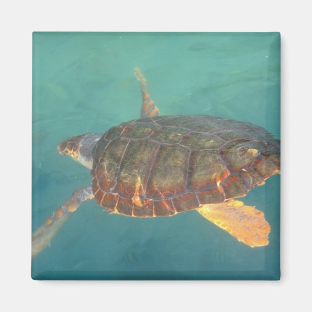 Centralamerika, Panama, Bocas Del Torro Magnet (Framsidan)