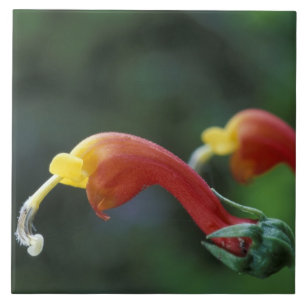 Centralamerika, Panama, Chiriqui-provinsen, Kakelplatta