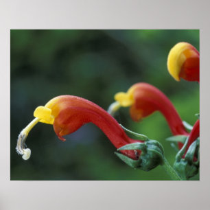 Centralamerika, Panama, provinsen Chiriqui. Poster