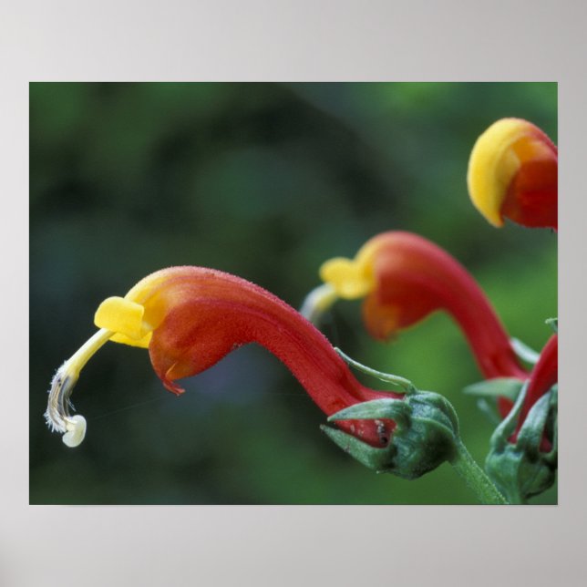 Centralamerika, Panama, provinsen Chiriqui, Poster (Framsidan)