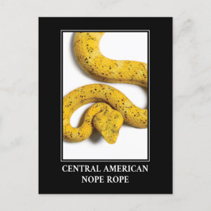 Centralamerikanska påven - Viper Snake Danger Vykort