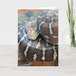 Centralian carpet python kort
