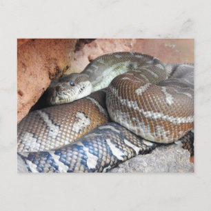 Centralian Carpet Python Vykort
