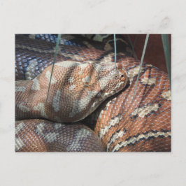 Centralian Carpet Python Vykort