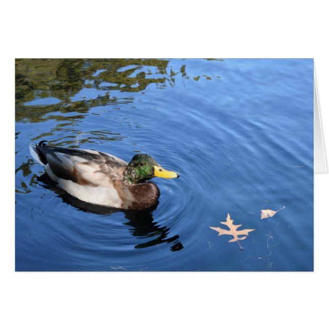 Centralparken NYC Conservatory Vatten Mallard Anka Hälsningskort (Framsidan Horizontal)