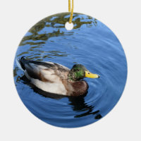 Centralparken NYC Conservatory Vatten Mallard Anka