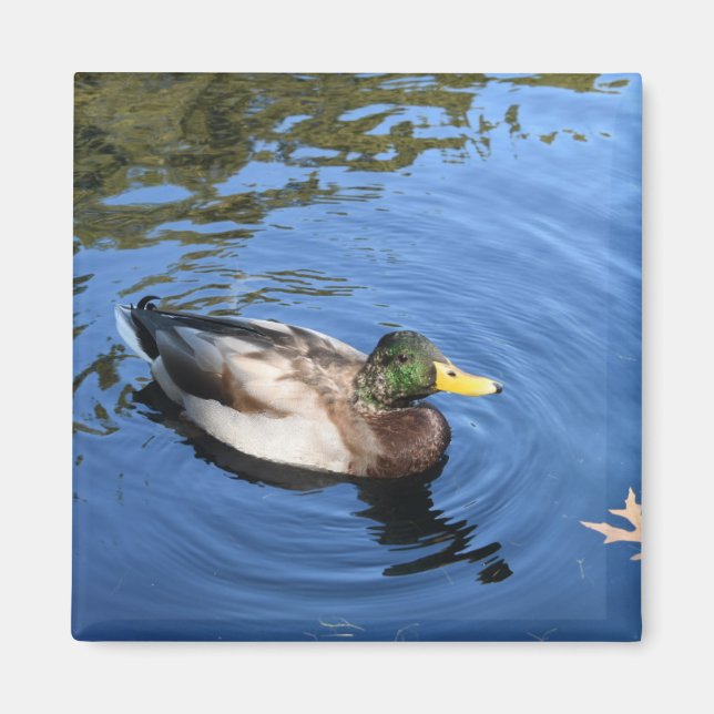 Centralparken NYC Conservatory Vatten Mallard Anka Magnet (Framsidan)