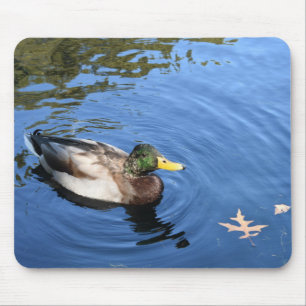 Centralparken NYC Conservatory Vatten Mallard Anka Musmatta