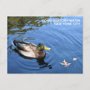 Centralparken NYC Conservatory Vatten Mallard Anka Vykort