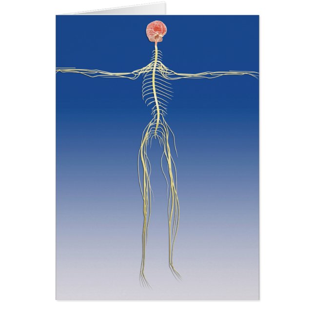 Centralt nervsystem med humant hjärna hälsningskort (Framsidan)
